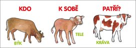 Kdo k sobě patří?