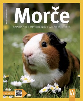 Morče