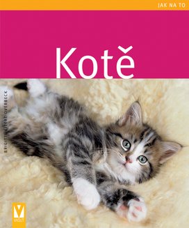 Kotě