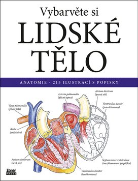 Vybarvěte si lidské tělo