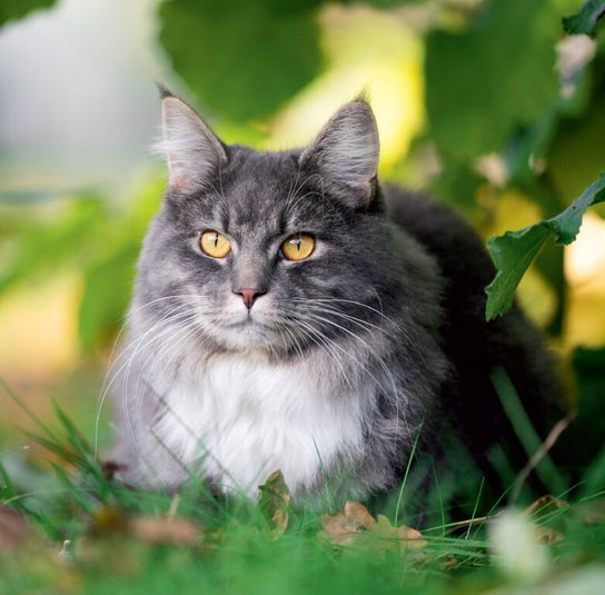 Cats 2025 - nástěnný kalendář