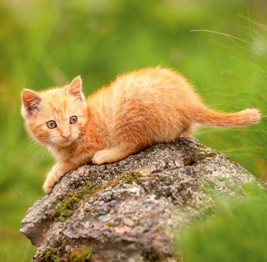 Cats 2025 - nástěnný kalendář