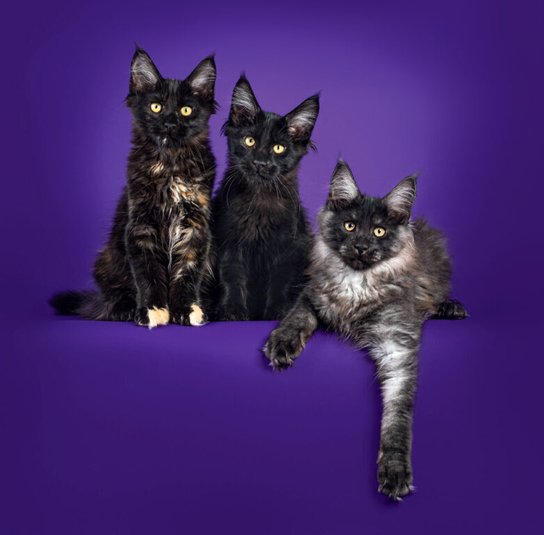 Cats 2025 - nástěnný kalendář