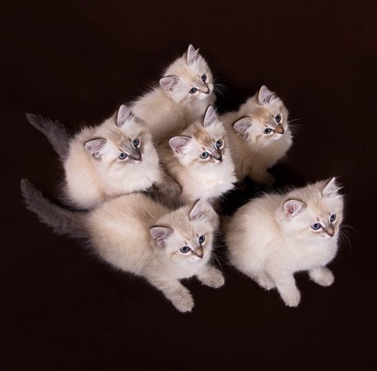 Cats 2025 - nástěnný kalendář
