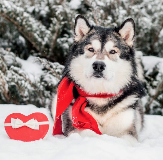 Dogs 2025 - nástěnný kalendář