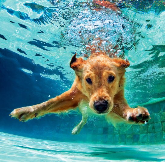 Dogs 2025 - nástěnný kalendář