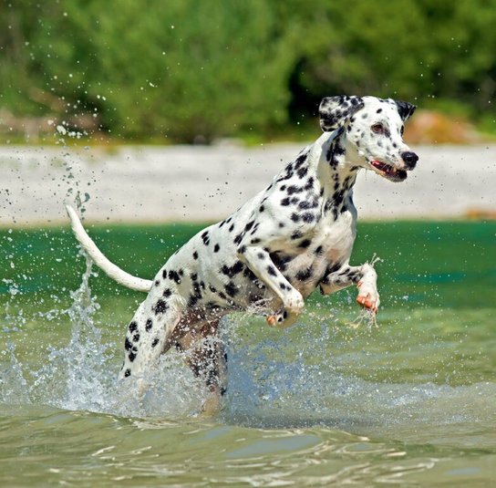 Dogs 2025 - nástěnný kalendář