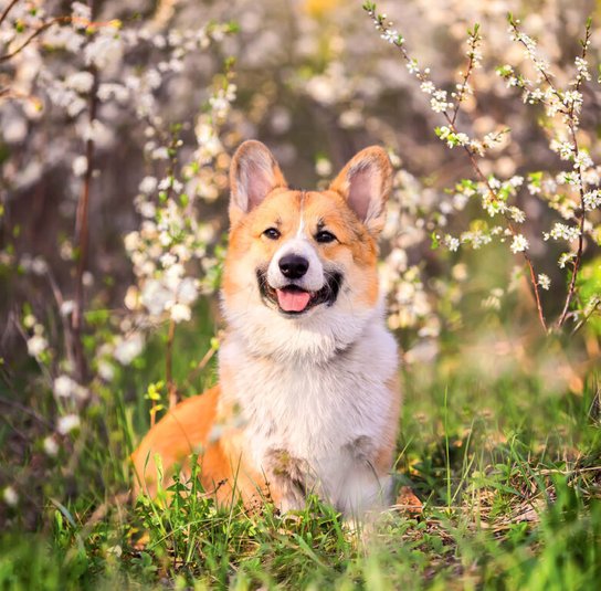 Dogs 2025 - nástěnný kalendář