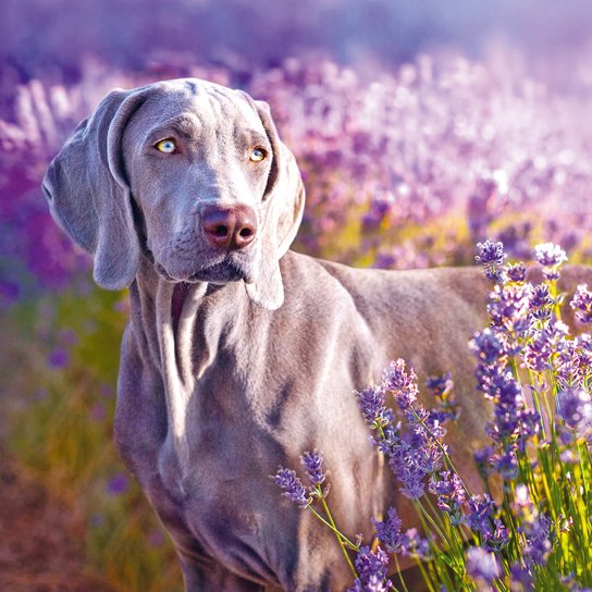 Poznámkový kalendář Provence 2025 - nástěnný kalendář