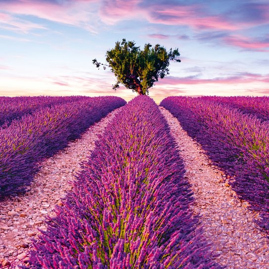 Poznámkový kalendář Provence 2025 - nástěnný kalendář