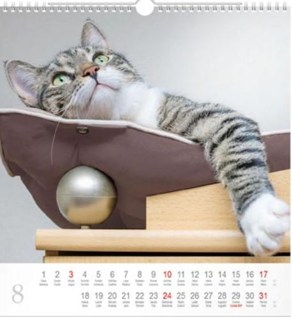Cats 2025 - nástěnný kalendář
