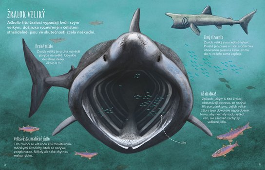 Neobyčejný život žraloků