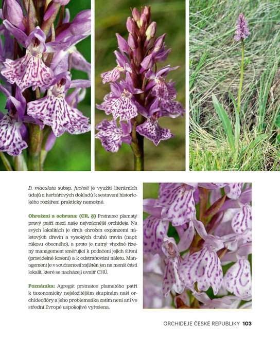Orchideje České republiky