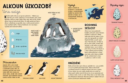 Všechno o vejci