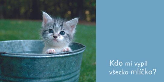 Máme rádi koťata