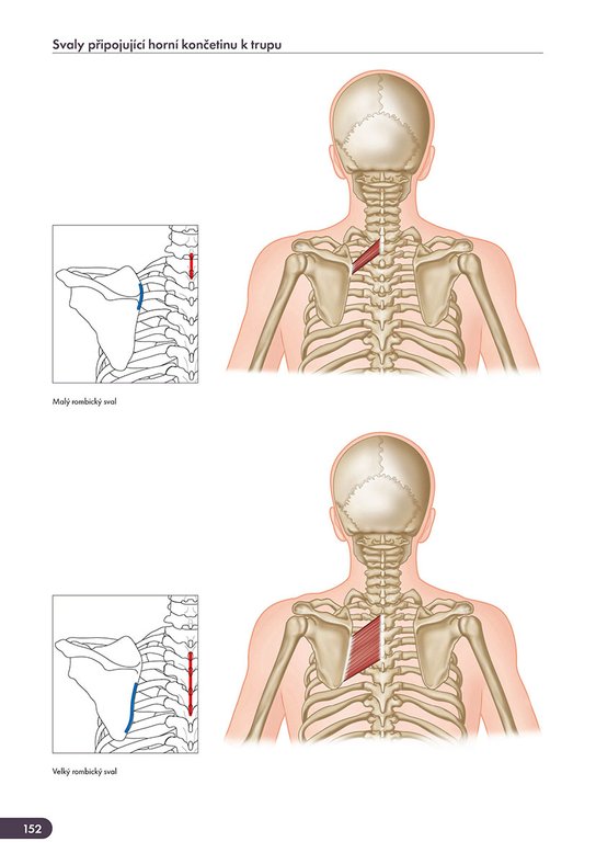Atlas svalů - anatomie, 2. aktualizované vydání