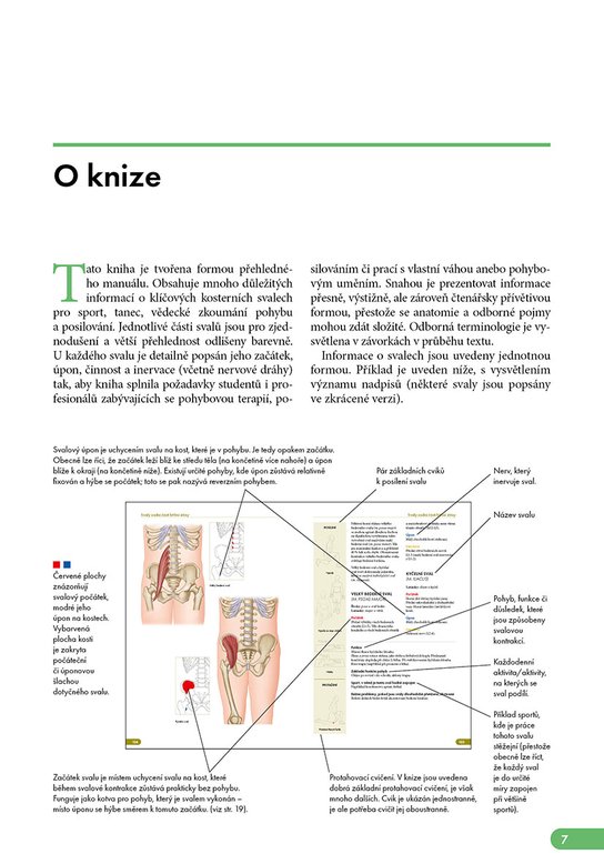 Atlas svalů - anatomie, 2. aktualizované vydání