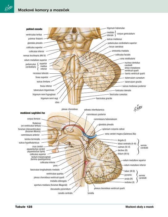 Netterův anatomický atlas člověka