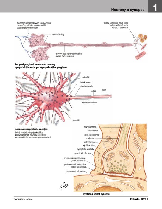 Netterův anatomický atlas člověka