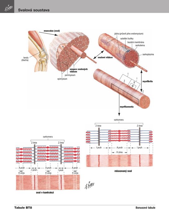 Netterův anatomický atlas člověka