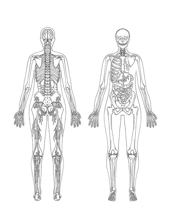 Jóga - anatomický vybarvovací atlas 