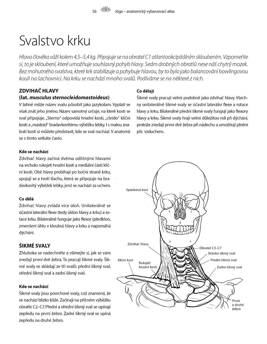 Jóga - anatomický vybarvovací atlas 