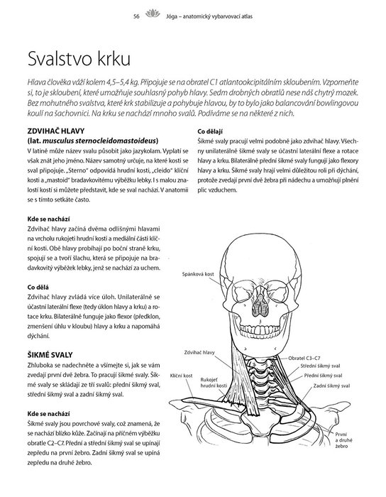 Jóga - anatomický vybarvovací atlas 
