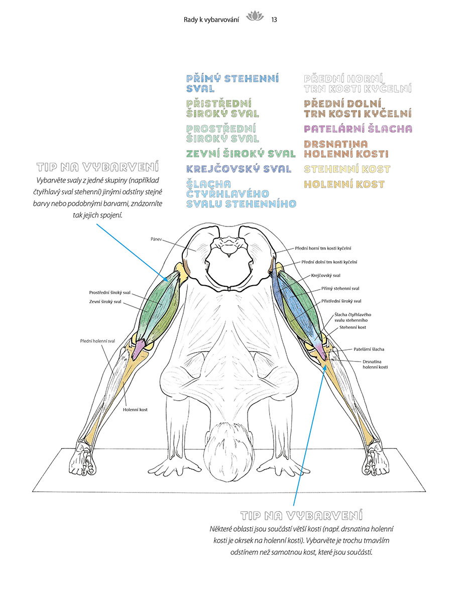 Jóga - anatomický vybarvovací atlas 