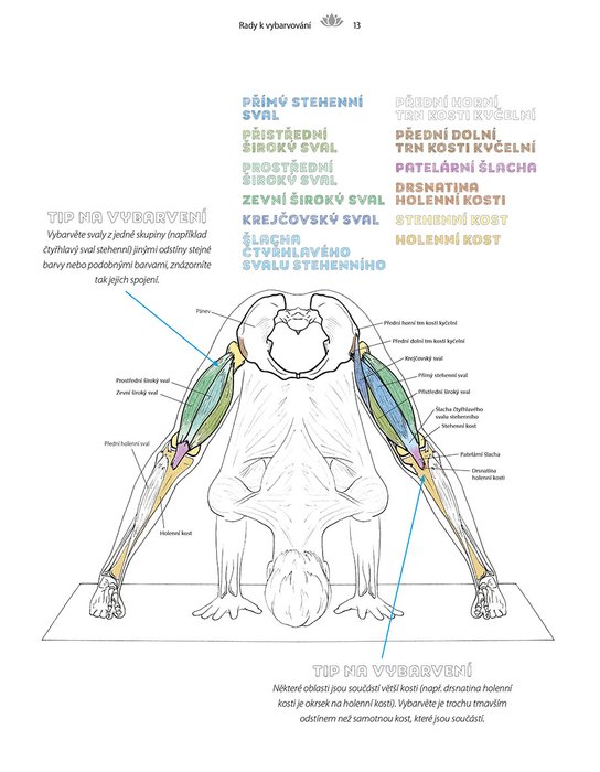 Jóga - anatomický vybarvovací atlas 