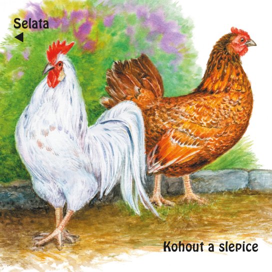 Na dvorku