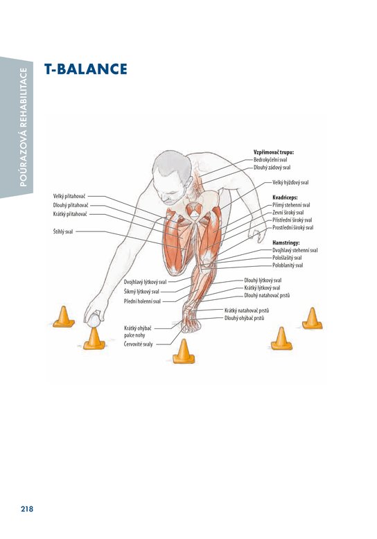 Hokej - anatomie