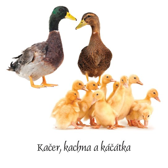 Mláďátka