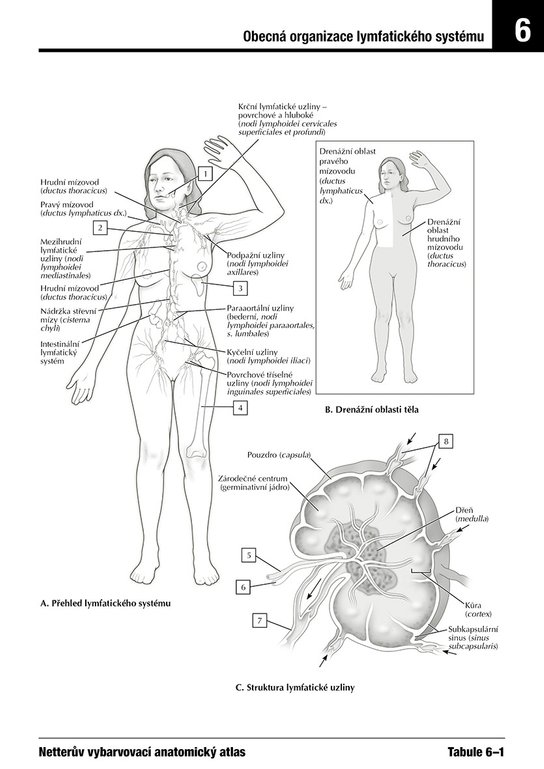 Netterův vybarvovací anatomický atlas 