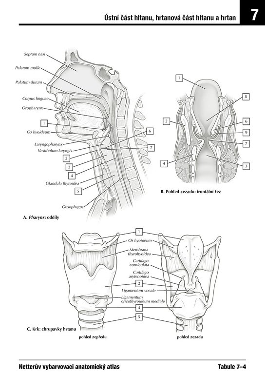 Netterův vybarvovací anatomický atlas 