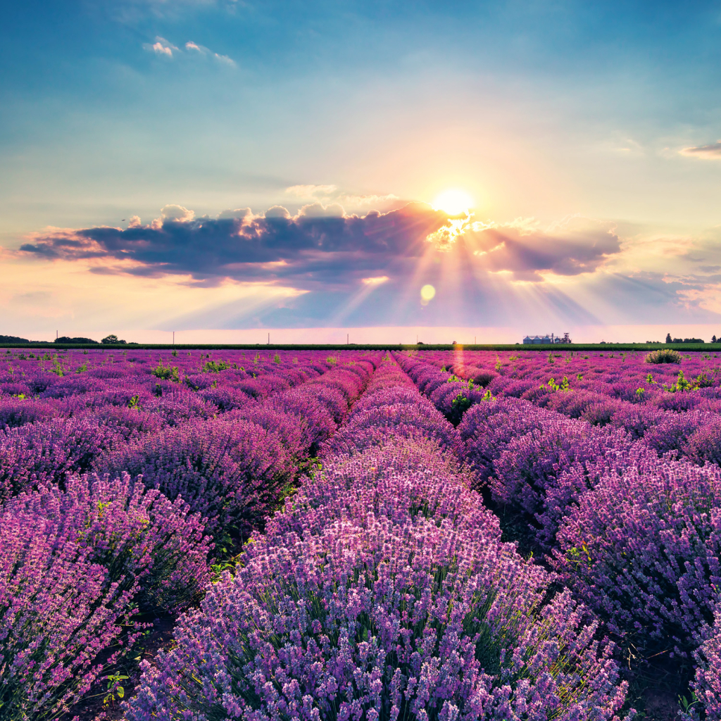 Poznámkový kalendář Provence 2026 - nástěnný kalendář