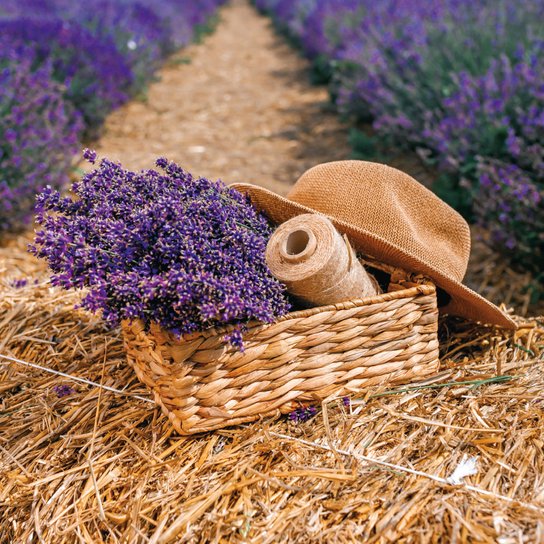 Poznámkový kalendář Provence 2026 - nástěnný kalendář