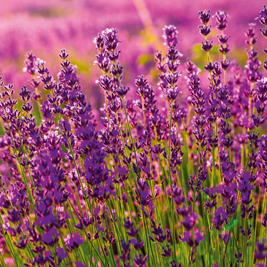 Poznámkový kalendář Provence 2026 - nástěnný kalendář