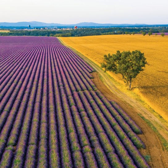 Poznámkový kalendář Provence 2026 - nástěnný kalendář