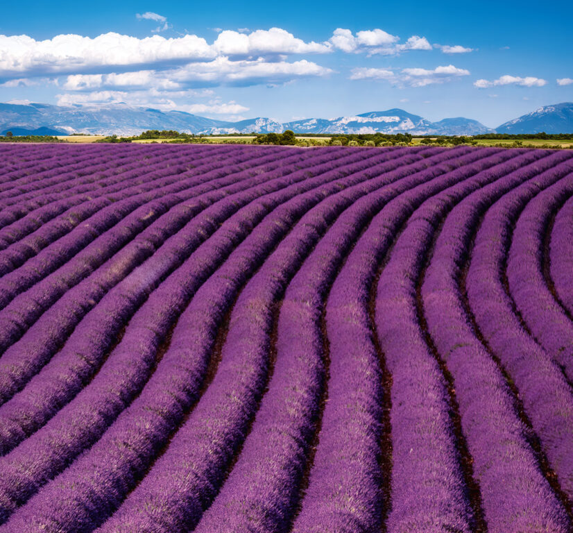 Provence vázanka 2026 - nástěnný kalendář